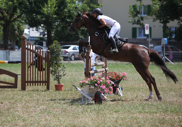 Springkonkurrenz Wohlen 2013