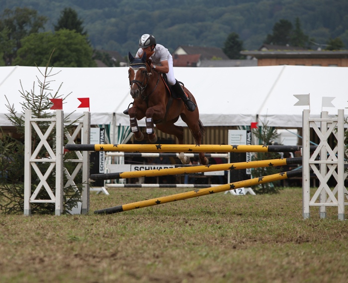 Springkonkurrenz Wohlen 2014