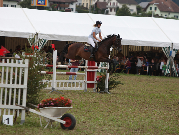 Springkonkurrenz Wohlen 2014