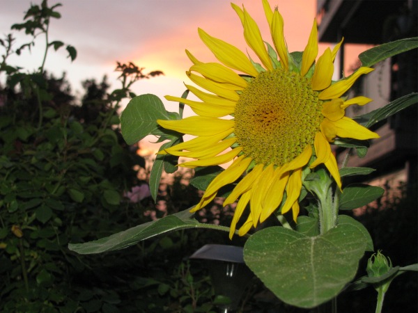 Ferienbilder 2015