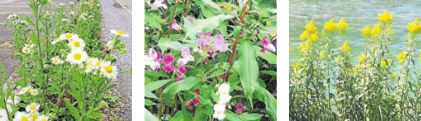 Drei Beispiele von Neophyten, denen man auch im Freiamt begegnet: links das Einjährige Berufkraut (Erigon annuus), in der Mitte das Drüsige Springkraut (Impatiens glandulifera), rechts die Nordamerikanische Goldrute (Solidago gigantea). Bild: zg
