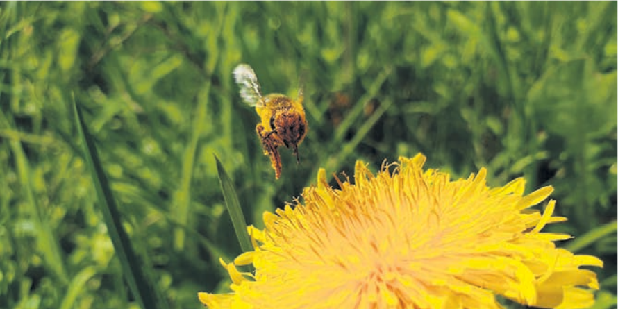 Der Klimawandel soll ebenfalls Einfluss auf das Bienensterben haben. Bild: spr