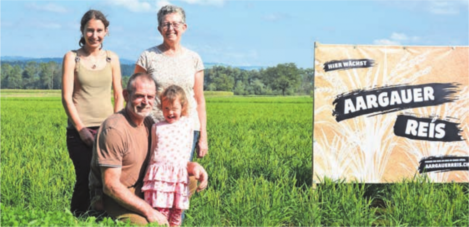 Der Reis ist zwar gut gewachsen, trotzdem blicken die Suters der ersten Ernte skeptisch entgegen. - Das Bild wird blockiert. – Möglicherweise durch einen aktiven Adblocker.