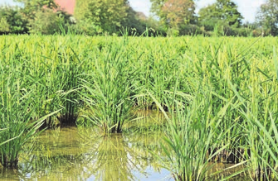 Der Reis ist zwar gut gewachsen, trotzdem blicken die Suters der ersten Ernte skeptisch entgegen. Der Reis ist zwar gut gewachsen, trotzdem blicken die Suters der ersten Ernte skeptisch entgegen.