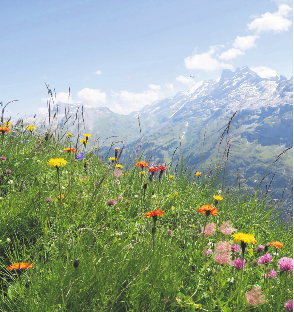 Flucht in die Höhe