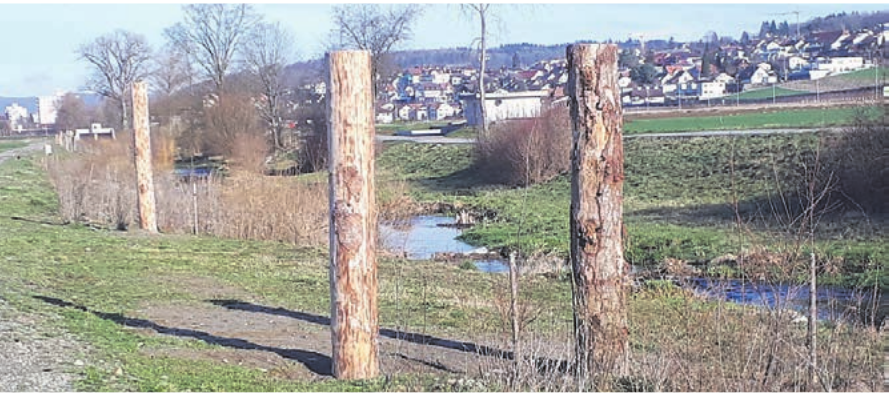Totholzstelen entlang der Bünz zwischen Waltenschwil und Wohlen: Die Aktion wird im nächsten Jahr fortgesetzt. Bild: pd