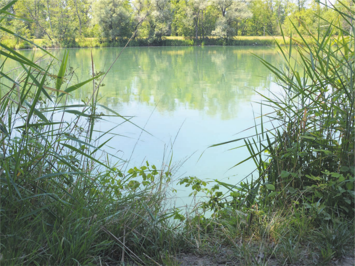 Die Reuss bei Rottenschwil und Unterlunkhofen zählt zu den beliebten Orten im Freiamt, an denen Leute aus nah und fern Erholung finden und ihre Batterien aufladen. Neben offensichtlichen Perlen wie dem Flachsee oder der Stillen Reuss gibt es auch viele weitere Plätze, von denen man vom Weg aus wunderschöne Blicke auf das Wasser erhaschen kann. Wer die Augen öffnet, findet mit jedem Schritt neue Perspektiven - die zudem jede Woche neue Überraschungen bereithalten. Bild: Roger Wetli