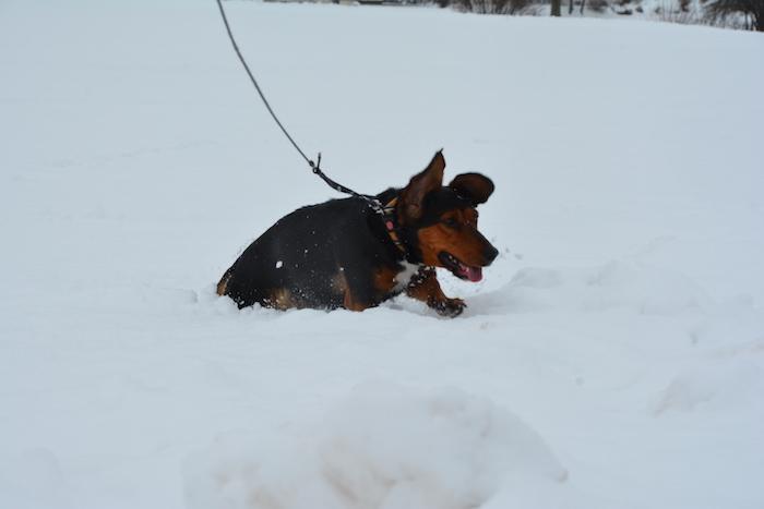 Freiamt versinkt im Schnee