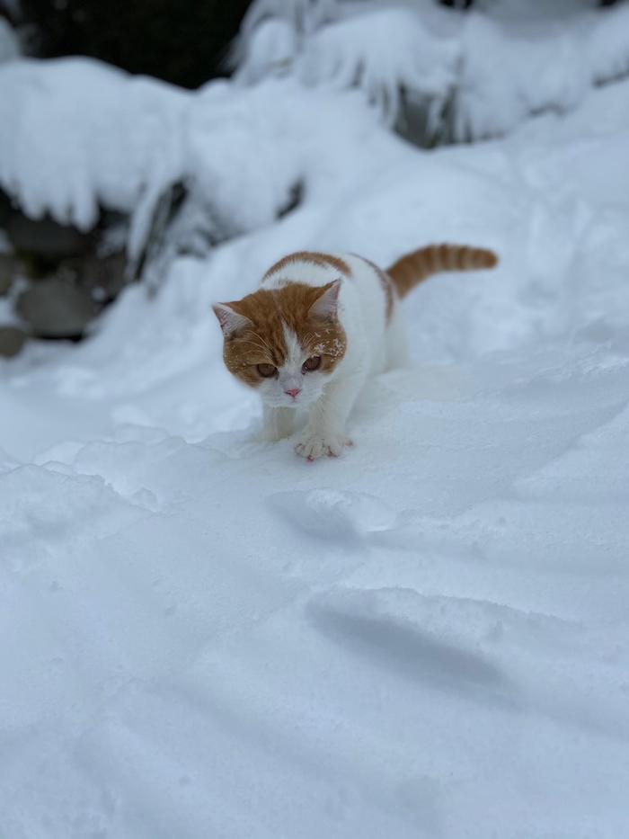 Freiamt versinkt im Schnee