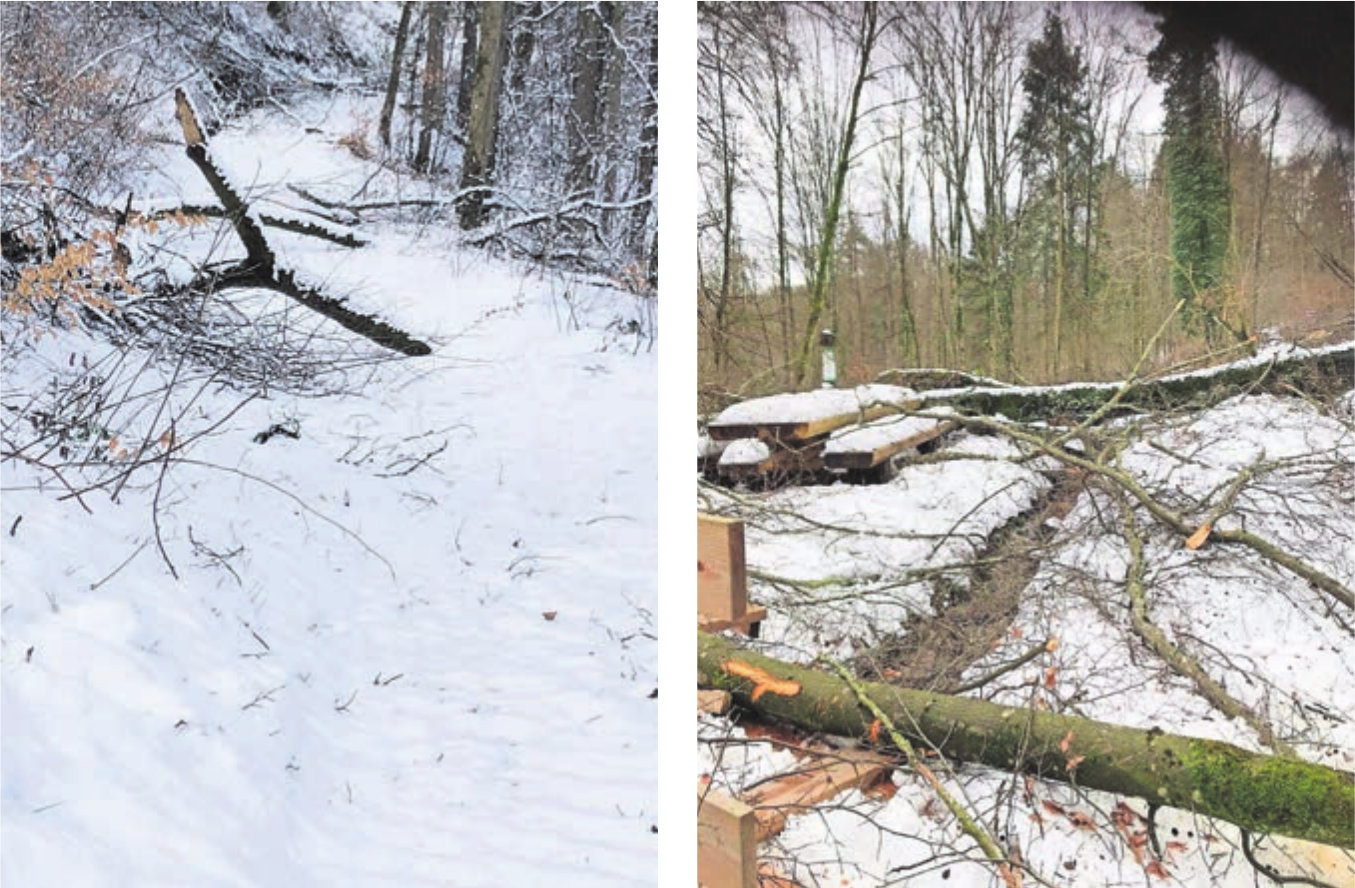 Bilder: Klemenz Hegglin Bilder aus dem Rietenberger Wald: Die Wanderwege sind unpassierbar, Feuerstellen beschädigt.